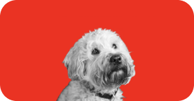Bailey the Wheaten Terrier