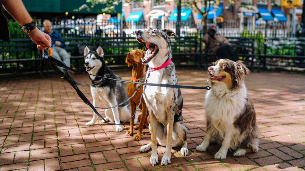 Four dogs sitting at the park on leashes